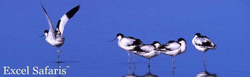 avocet africa